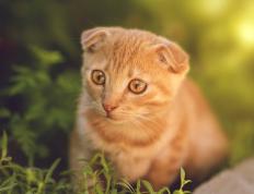 开云体育平台APP-奥运周期关键战湖人强势擒蜂，詹眉组合剑指巴黎前哨战