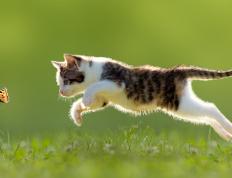 开云体育入口-篮球之夜，广厦队粉碎北京队，字母哥欧冠半决赛展统治力