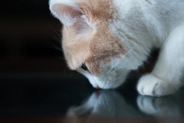 开云体育官网-卡拉斯科爆发！墨西哥提前终结利物浦悬念之谜