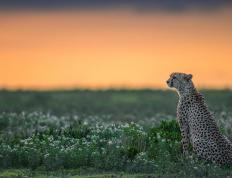 开云体育官网-当永恒之蓝遇见金靴风暴，一场虚拟战役与真实的硬仗之王