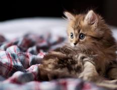 开云体育下载-战术铁壁与魔法中场，当波兰的纪律碾碎巴西的桑巴，德布劳内让世界沉默