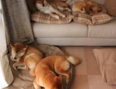 开云体育中国-利物浦再战葡超豪门，基米希一传刷新尘封纪录