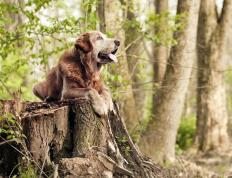 开云体育APP下载-步行者险胜篮网的关键，哈利伯顿如何从控球魔术师蜕变为关键先生？