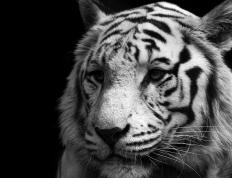 开云体育下载-卡拉斯科冠军光芒照亮赛场，卡塔尔友谊赛力克毕尔巴鄂竞技