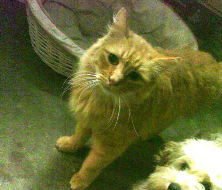 开云体育官网-雄鹿绝地翻盘活塞,伦纳德关键先生铸就传奇