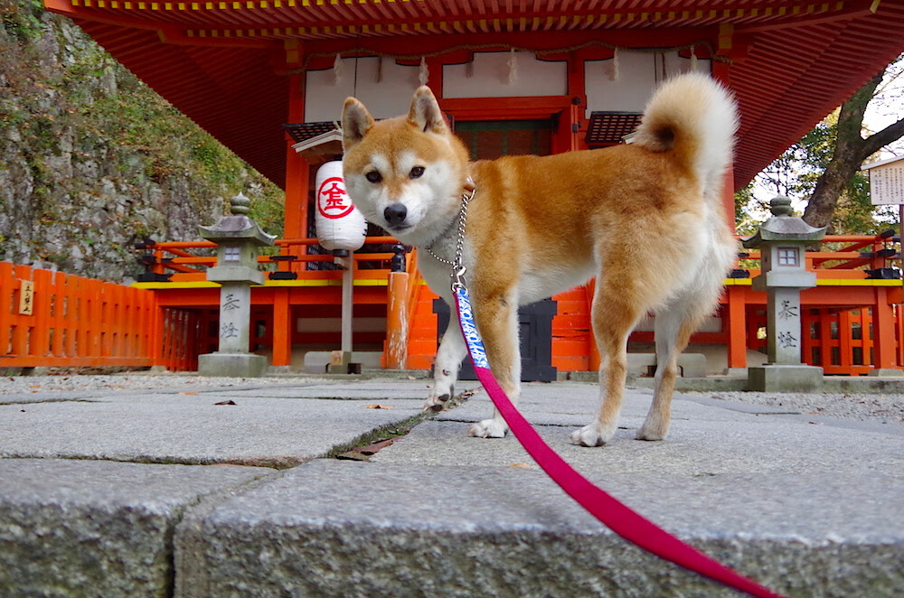 开云体育入口-西决生死战，喀麦隆用足球的韵律在篮球场上稳稳拿下巴西