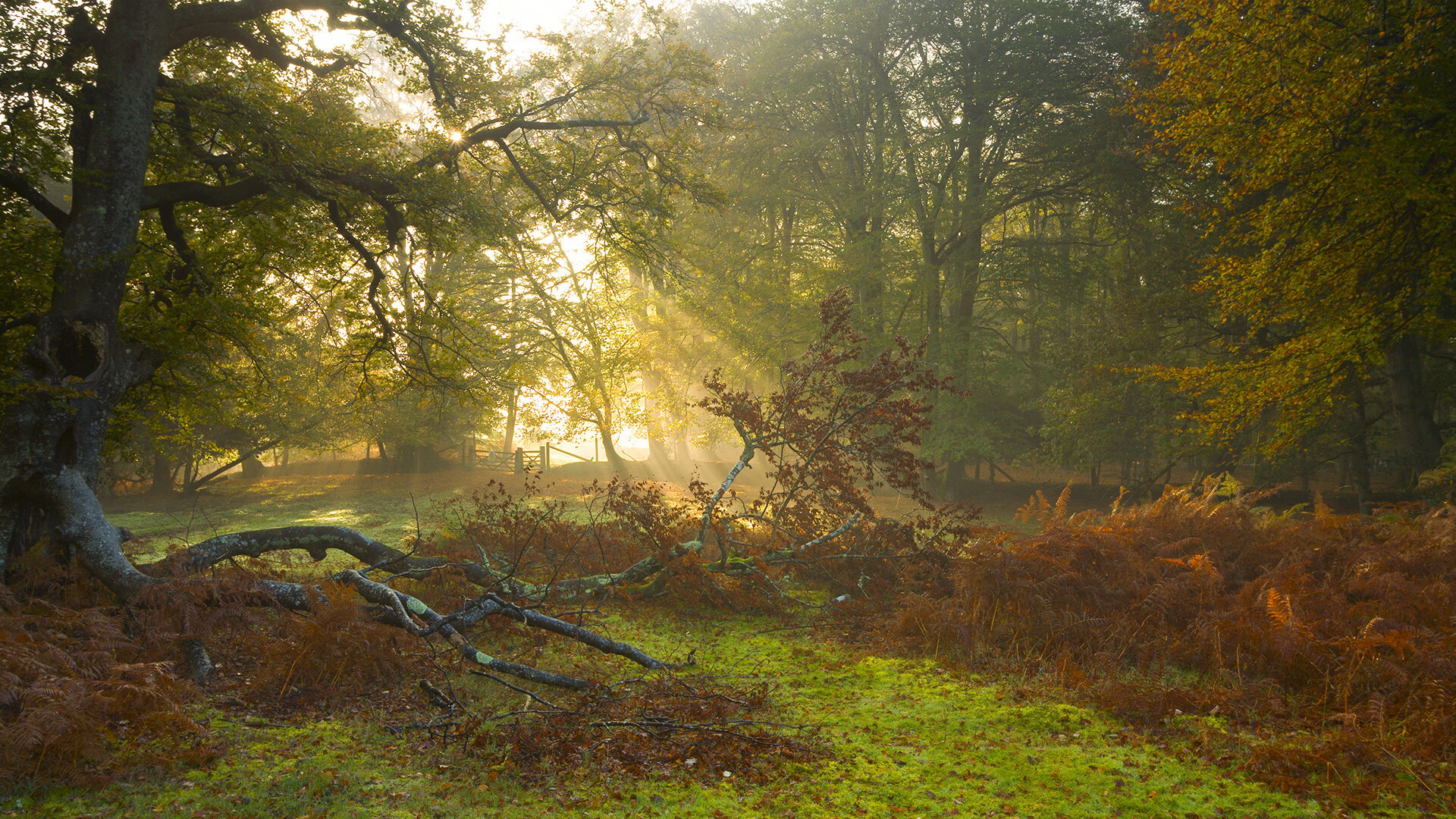 开云体育官网-火力全开，王牌点睛，卡塔尔终结哥伦比亚神话，奥利维耶一锤定音