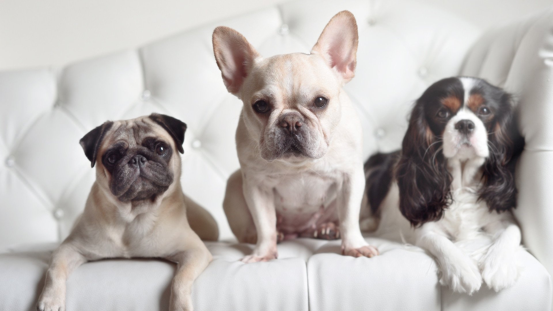 开云体育中国-金色沙漠吞噬蓝军，蒂亚戈破茧成蝶的焦点证明