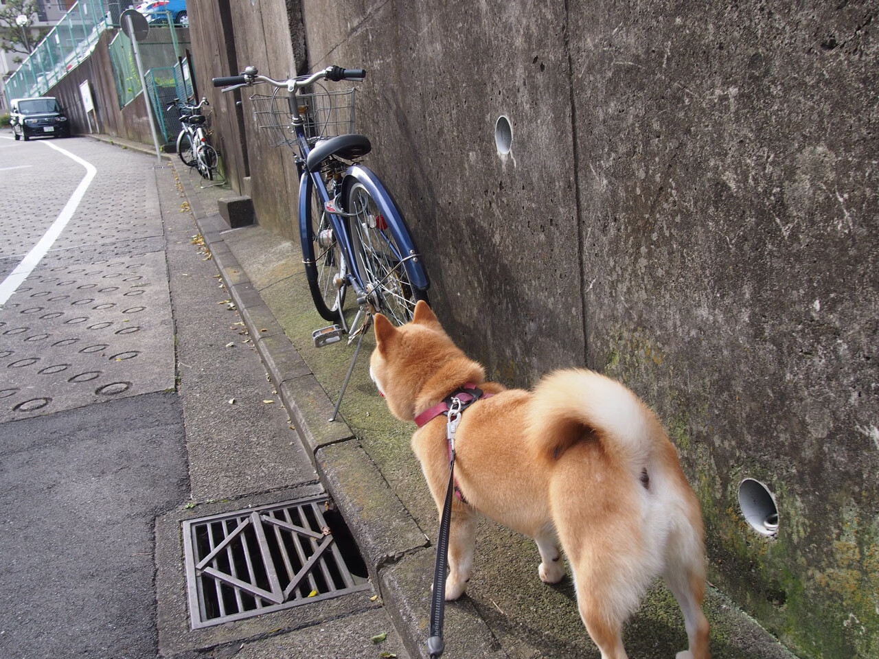 开云体育-莫兰特制胜一击，NBA总决赛之夜的英雄史诗