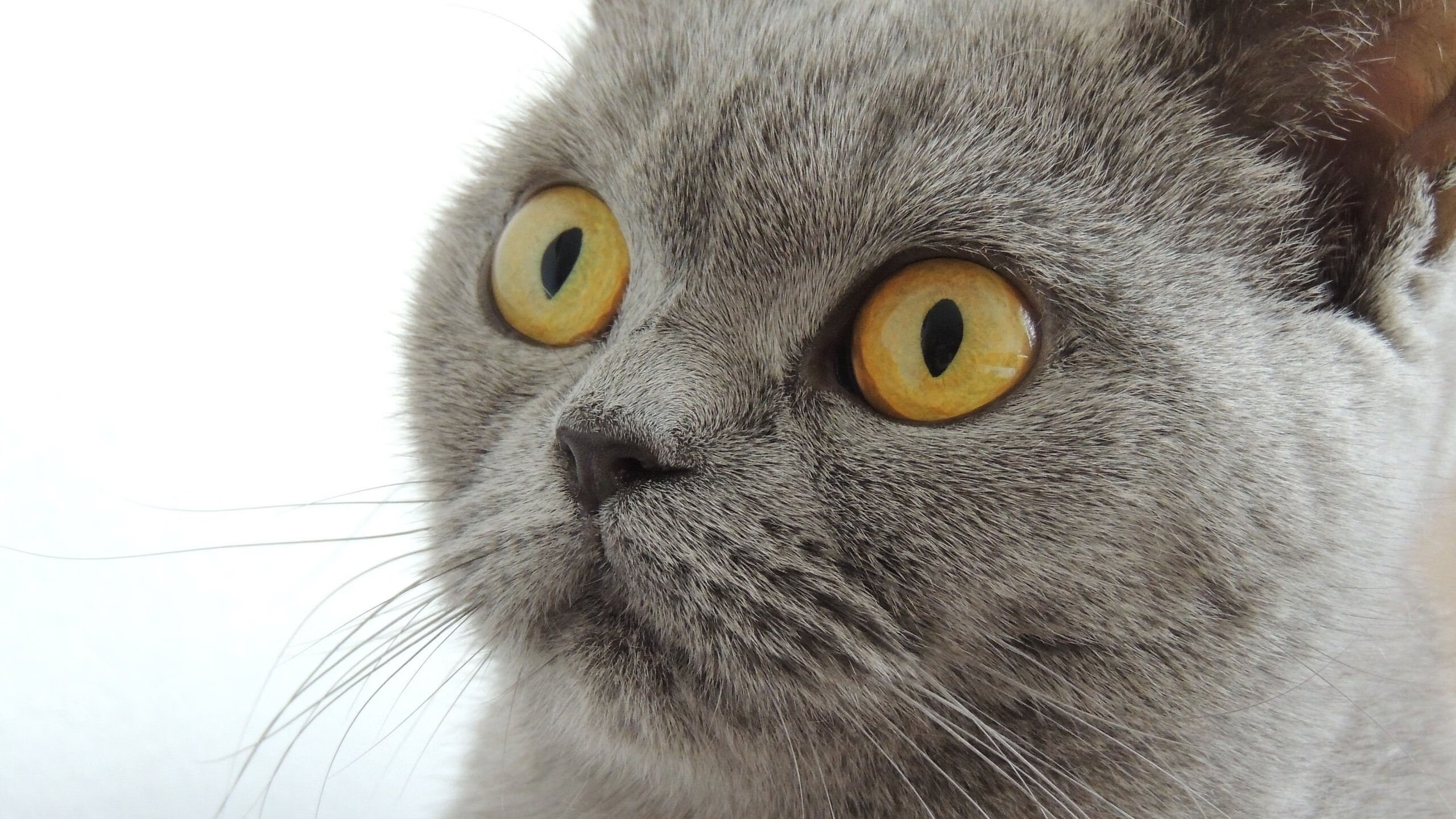 开云体育app-夜空中最亮的星，马克西欧冠淘汰赛一射定乾坤