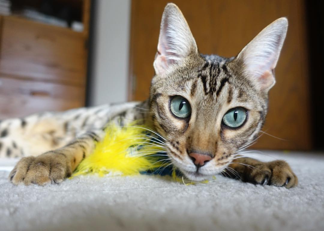 开云APP-赖斯加时绝杀！奥地利2-1芬兰上演逆转奇迹