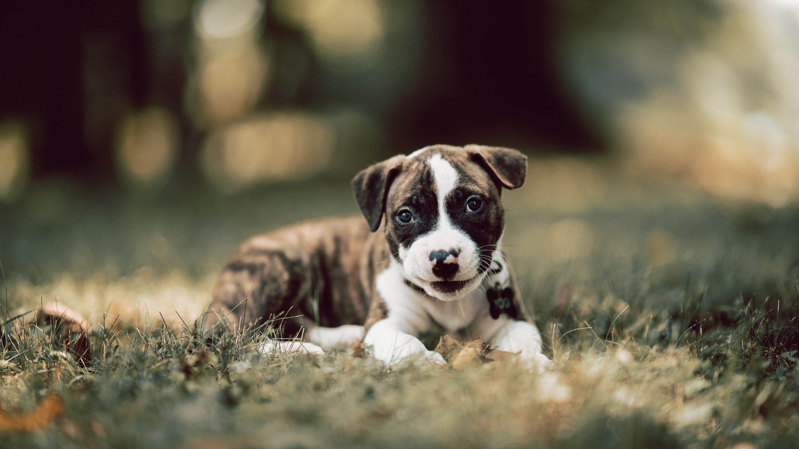 开云体育app-赛道上的北欧风暴,瑞典车手在F1年度争冠焦点战中横扫哥伦比亚劲敌