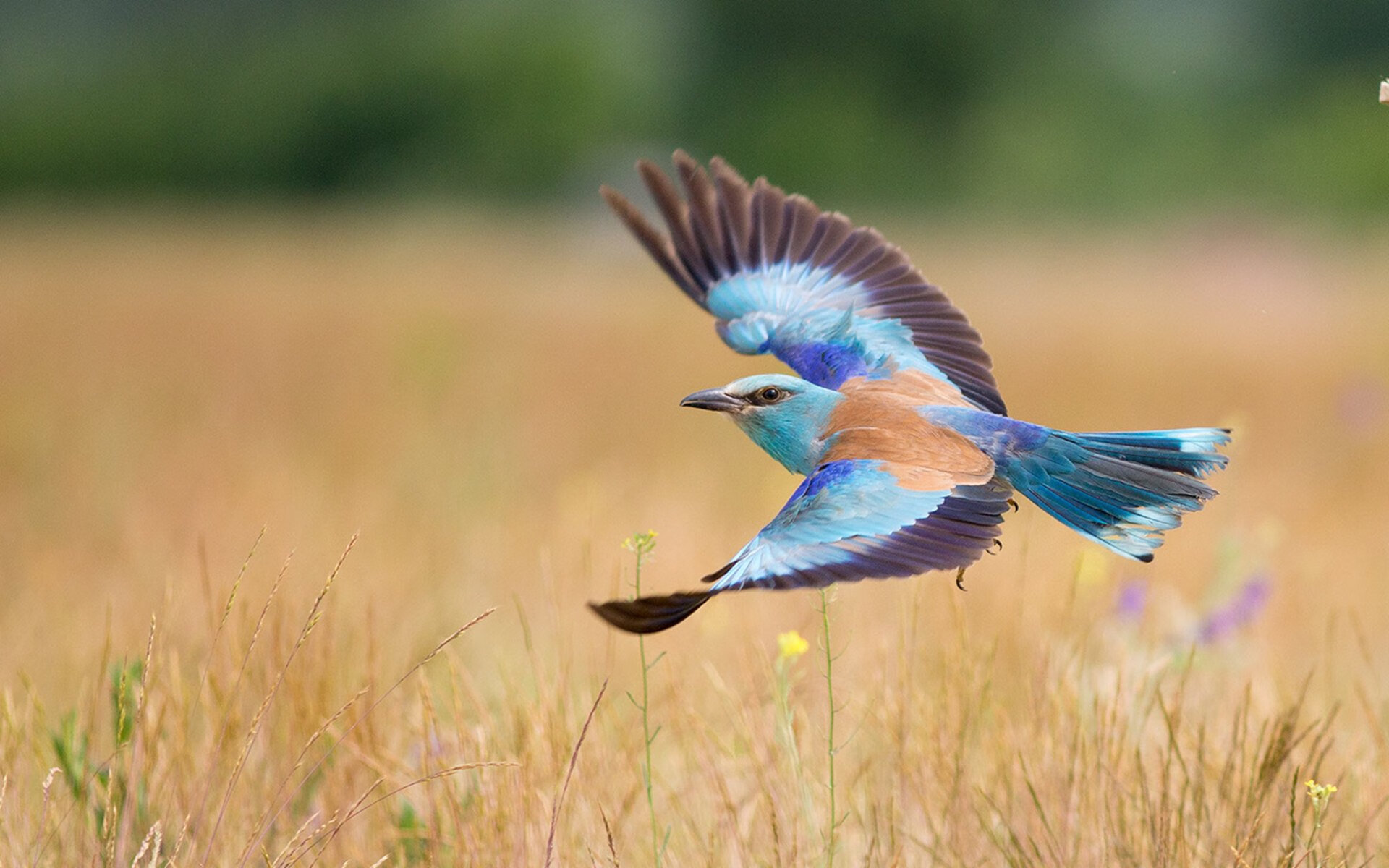 开云体育下载-蒂亚戈世界波双响 突尼斯2-0力克秘鲁晋级十六强