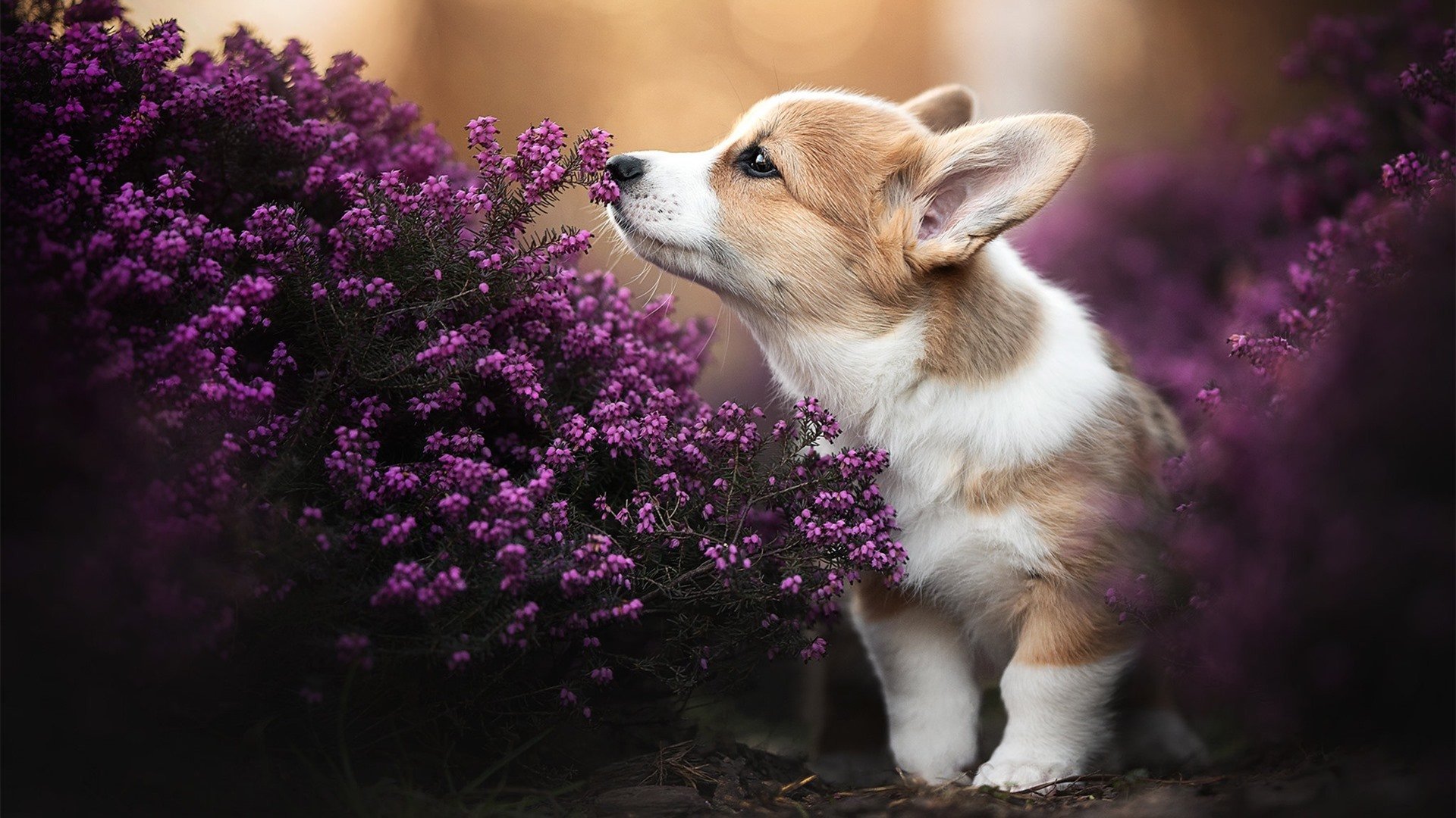 开云体育APP下载-掘金VS火箭,米切尔关键先生模式!三记致命连击锁定胜局