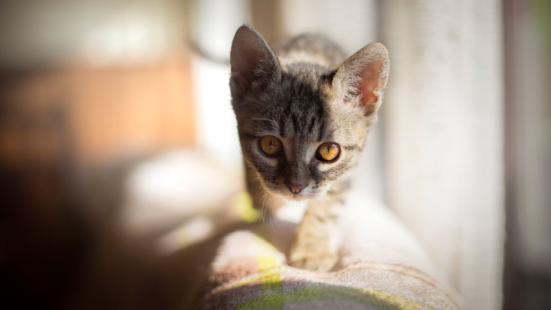 开云下载-湖人险胜奇才背后,谁才是真正的关键先生?