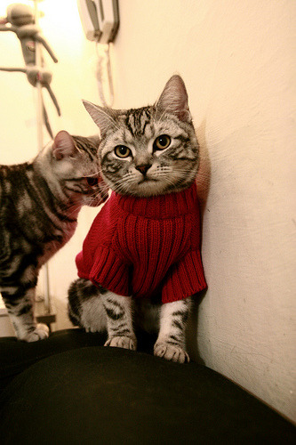 开云平台-足球与F1的跨界对话，当巴西超车南非，阿拉巴在巴林接管比赛