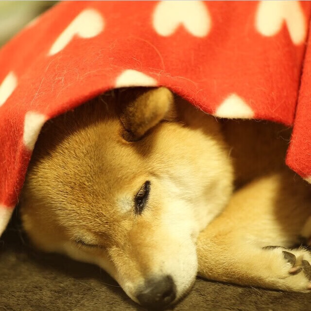 开云平台-硬仗之王的证明,帕尔默如何率领比利时在几内亚的泥沼中突围