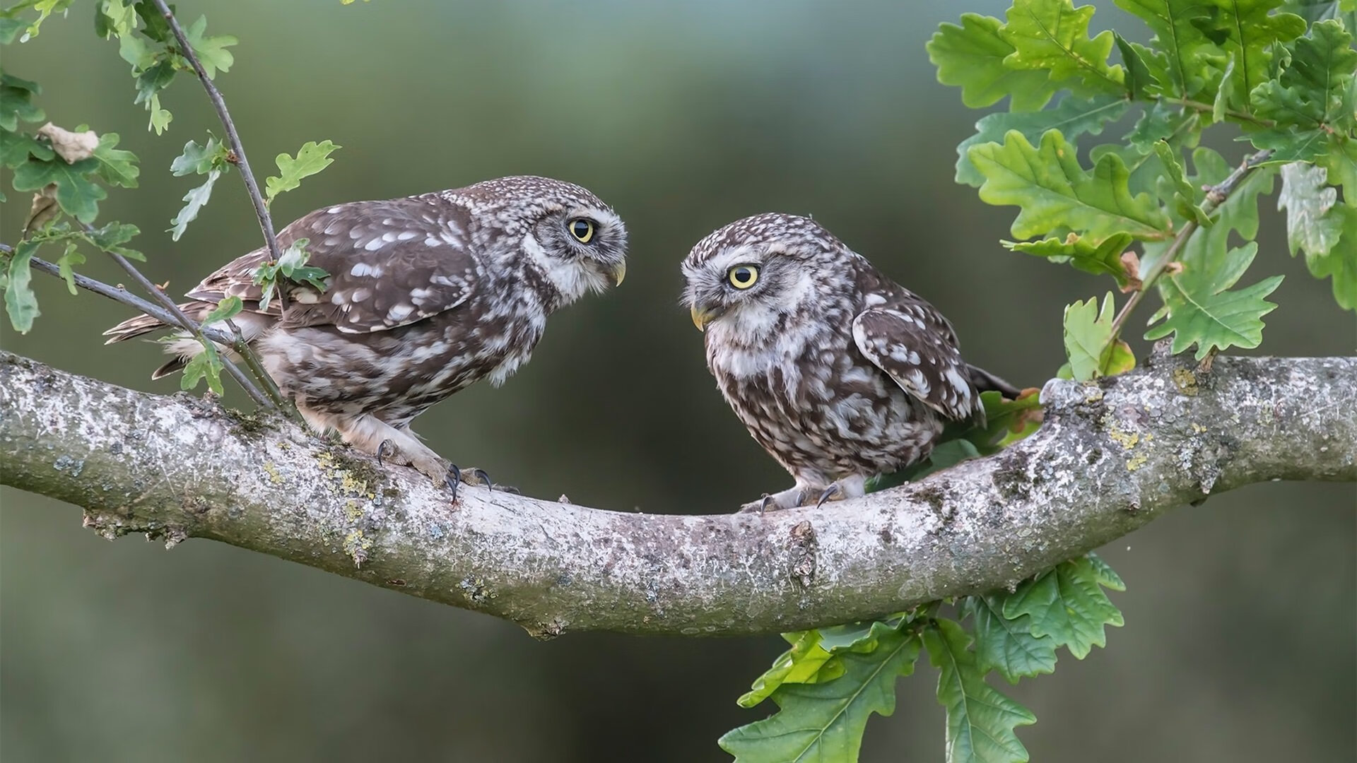 开云APP-关键时刻的闪耀,伦纳德的领袖与雄鹿的团队胜利