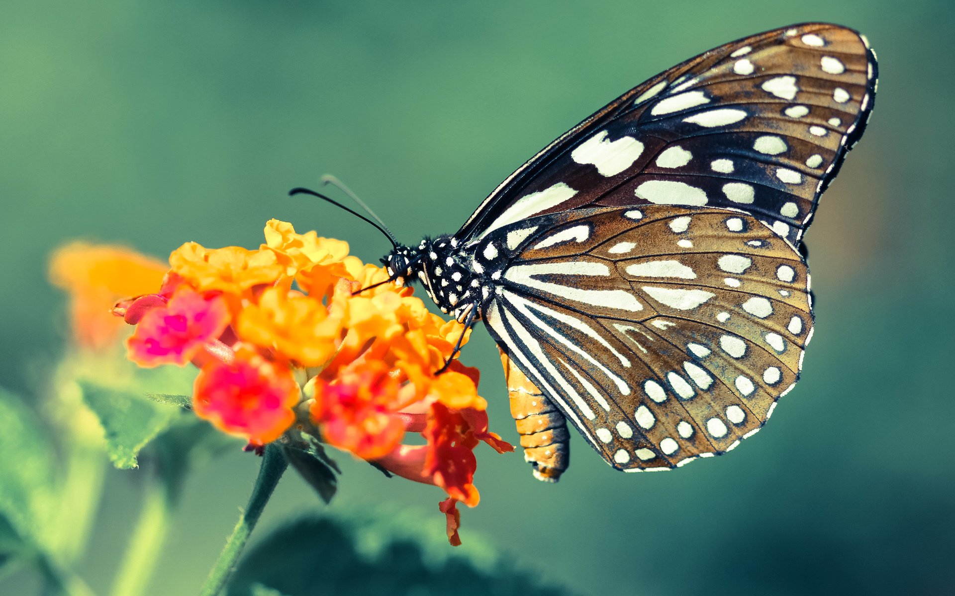 开云官网-恩佐导演惊天逆转，那不勒斯决胜局如何被他一手掌控