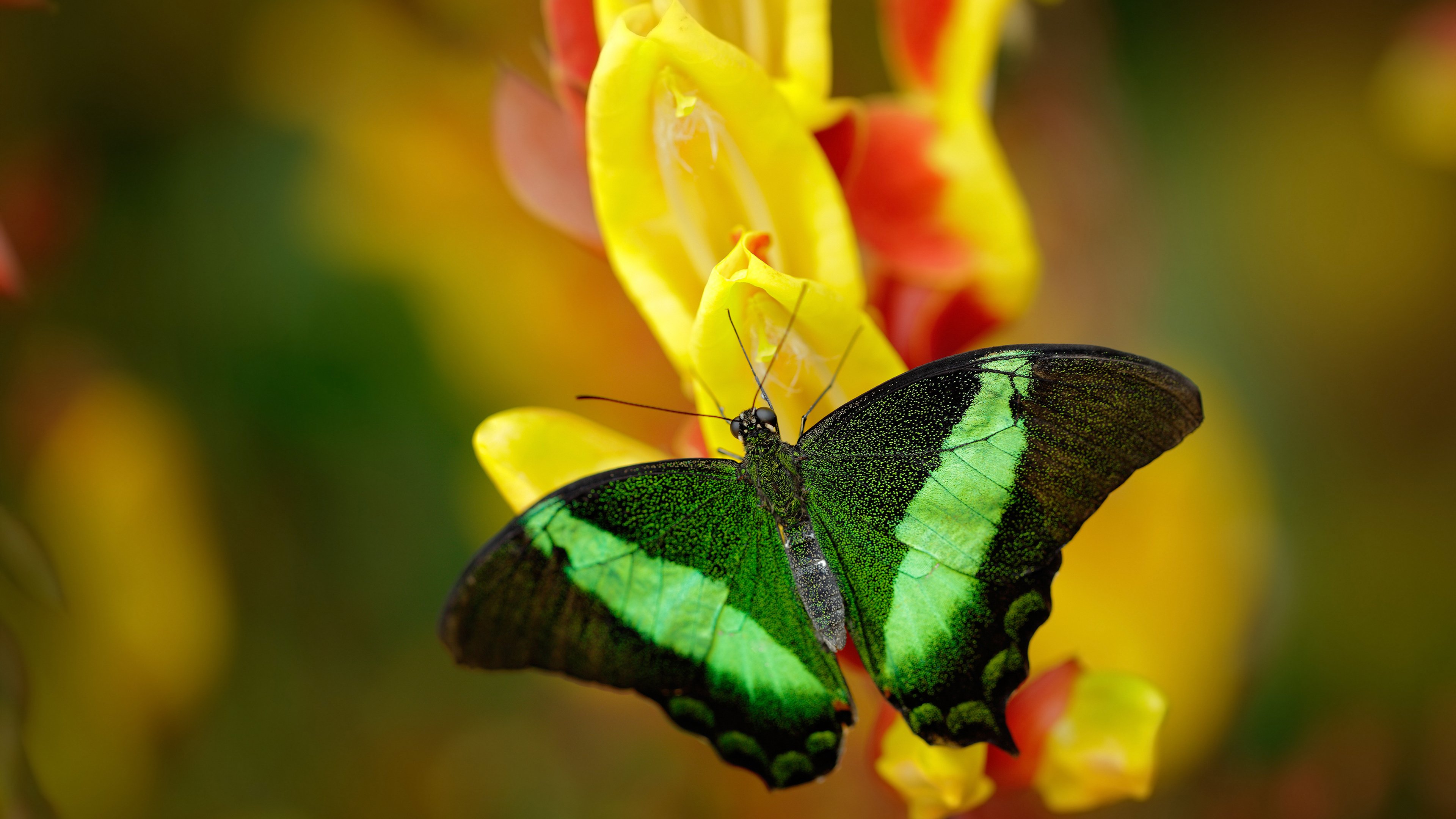 开云体育平台APP-冷门之光，阿尔瓦雷斯一锤定音，几内亚力克劲旅摩纳哥