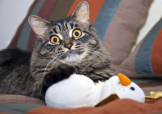 开云体育下载-德甲争冠战败北掘金卫冕立威，竞技场上的戏剧与掌控