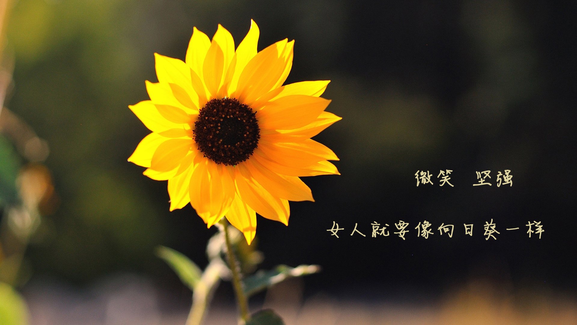 开云下载-黄潜斩红牛！蒂亚戈一剑封喉证领袖本色