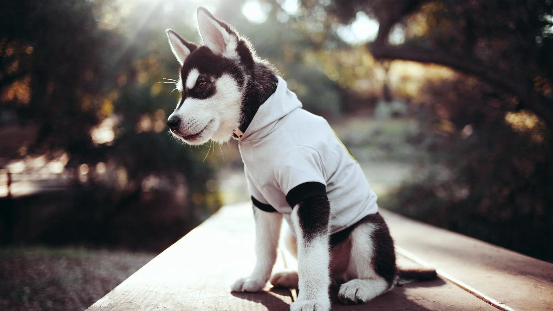 开云体育平台APP-2026世界杯焦点战,吉林队强行终结深圳队,国内足坛震荡