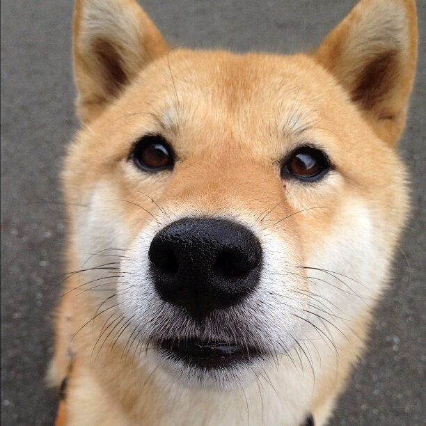 开云体育平台APP-武切维奇末节独砍12分，独行侠力克步行者巩固排名