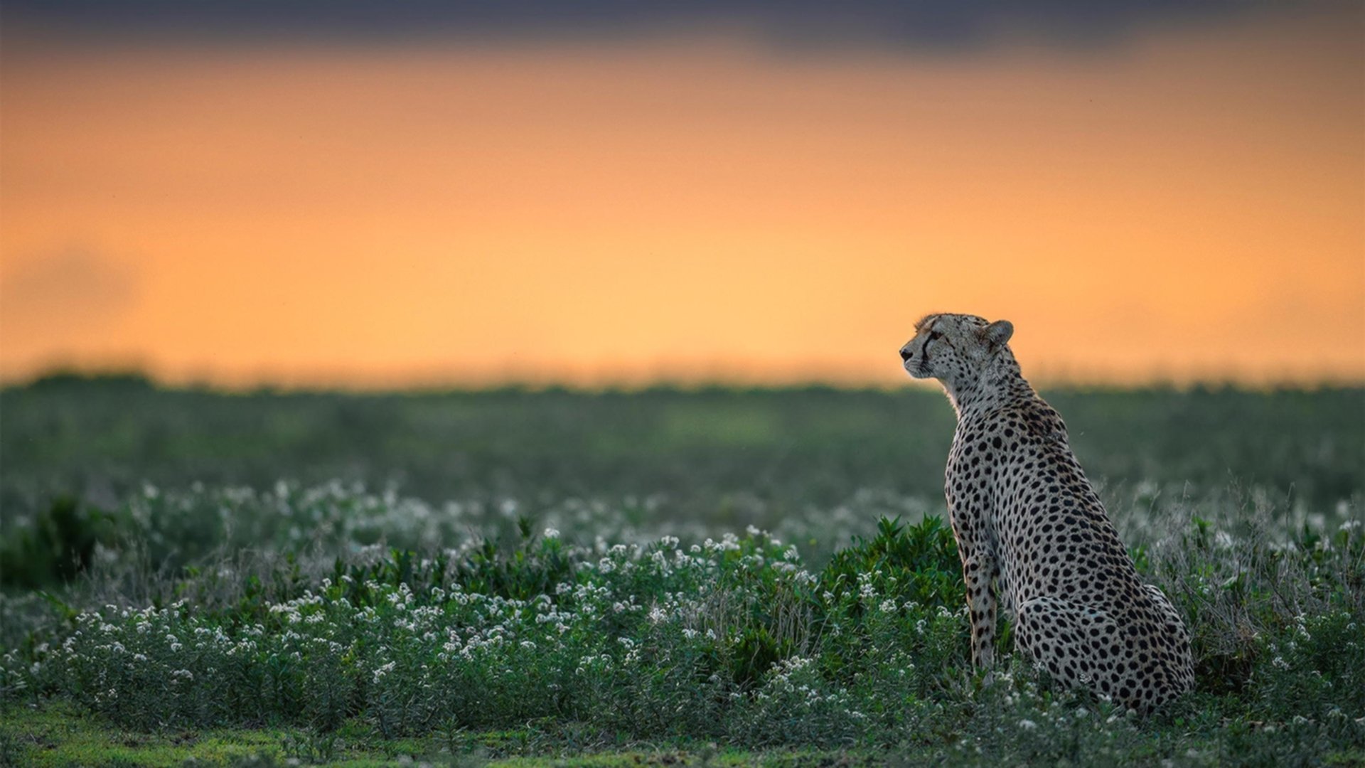 开云体育app-坚盾锁喉，黑色旋风塞内加尔如何终结欧洲劲旅雷恩